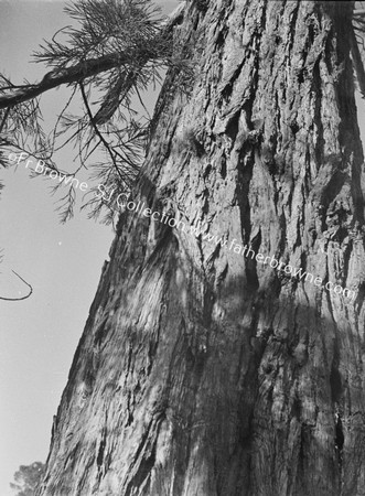 TREES TREE CREEPER ROOSTS